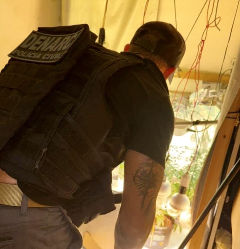Estufa clandestina de maconha é encontrada durante operação policial na Bahia Estufa clandestina de maconha é encontrada durante operação policial na Bahia