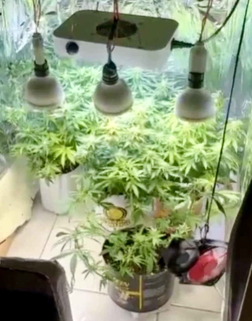 Estufa clandestina de maconha é encontrada durante operação policial na Bahia Estufa clandestina de maconha é encontrada durante operação policial na Bahia
