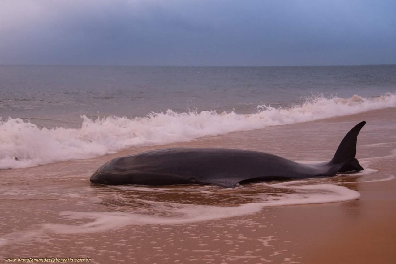 Baleia ficou encalhada em praia. (Foto: Reprodução/Facebook)