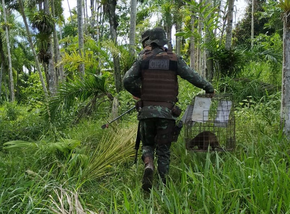  Flagrantes, solturas e resgates ocorreram durante ação da Companhia Independente de Polícia de Proteção Ambiental (CIPPA) em Eunápolis, Ilhéus e Santa Cruz Cabrália durante o final de semana. 