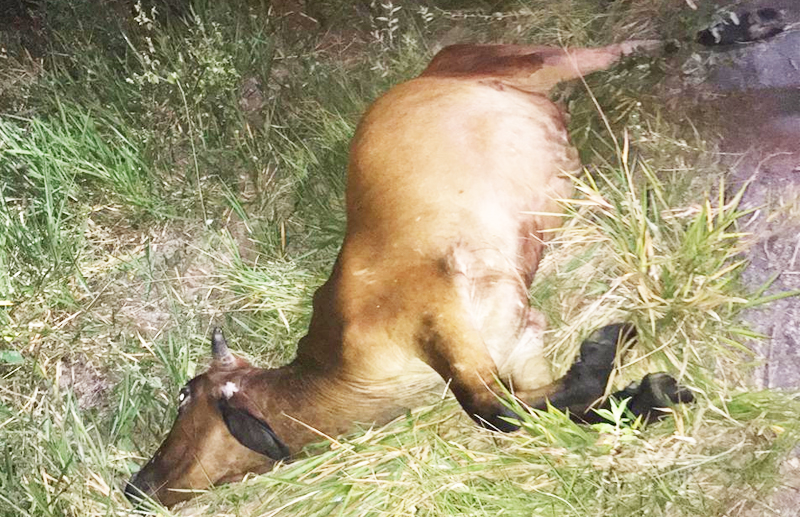 Motociclista morre após colidir com vaca na BA-283. (Foto: Reprodução)