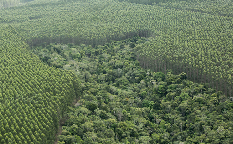 Plantação de eucaliptos em região de mata atlântica no município de Porto Seguro. (Foto: Folha de São Paulo)