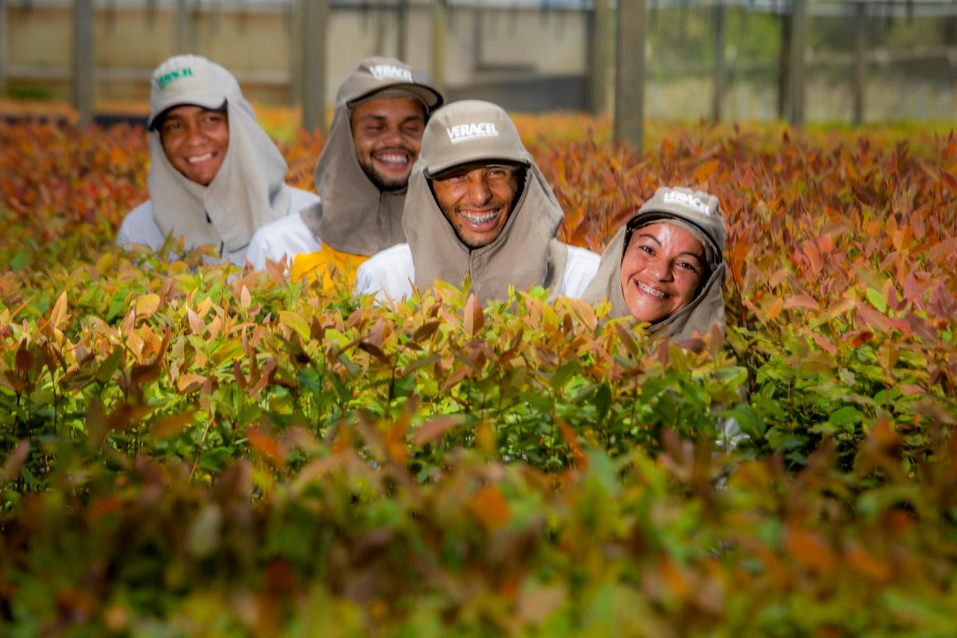 Trabalhadores da Veracel, durante o plantio de mudas de eucalipto. (Foto: Divulgação)